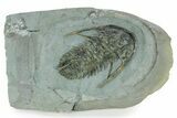 Huge, Early Cambrian Fallotaspis - Taroudant, Morocco #255635-1